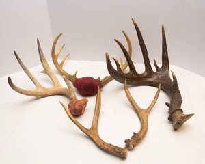 Various Antlers