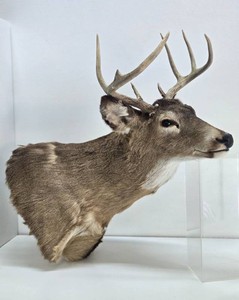 Large Whitetail Buck Taxidermy Shoulder Mount
