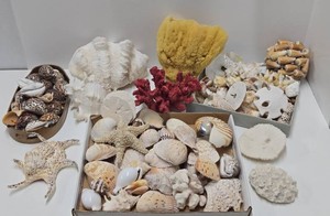Large Lot of Genuine Seashells etc&nbsp