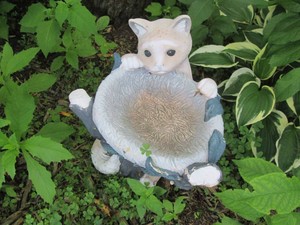 Kitten hanging from bird bath plast...