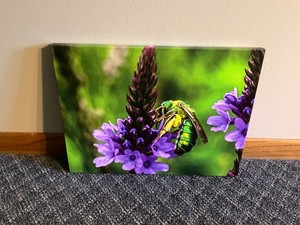 Canvas Print of Bumblebee on Flower