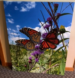 Canvas Print of Butterflys