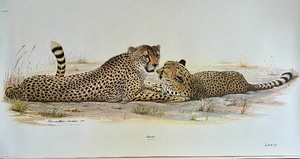 Richard Evans Younger Cheetah Print No. 721