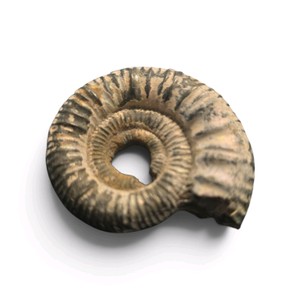 fossilized ammonite shell, likely belonging to the Dactylioceras genus.