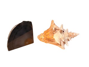 Polished Agate Display Specimen & Large Murex Sea Shell