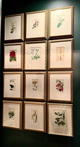 Botanical Prints - Vintage Framed Set of 12