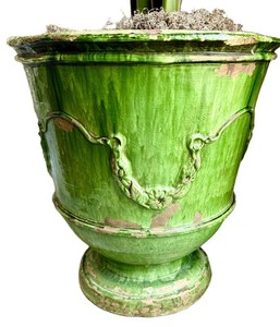 DR - Bird of Paradise in French Anduze Planter