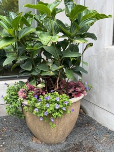 Large Planter With Live Plants 31 X 23 in