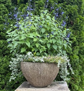 Textured Planter With Plant