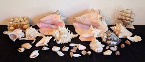 LR - Seashell Collection Mixed Lot