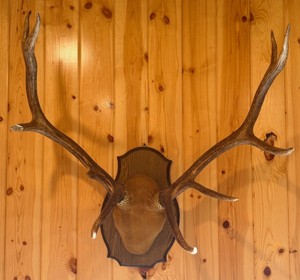 Elk Antler Mount