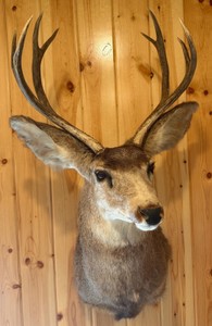 Deer Taxidermy Mount