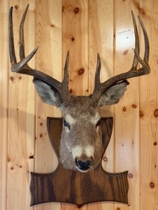 Deer Taxidermy Mount
