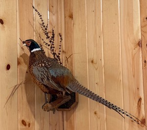Pheasant Taxidermy Mount