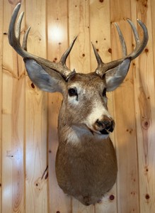 Deer Taxidermy Mount