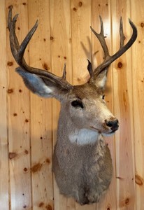 Deer Taxidermy Mount