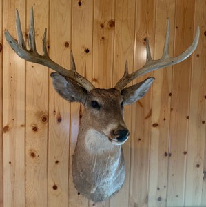 Deer Taxidermy Mount