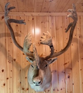 Caribou Taxidermy Mount