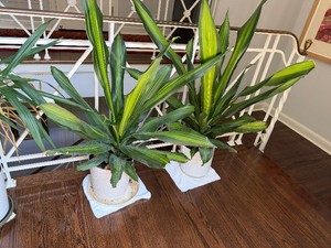 Two Dracaena Fragrans (Corn Plants)