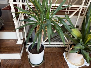 Spineless Yuca (1 Plant)