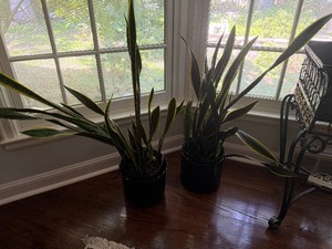 Two Snake PlantsMother-In-Laws Tongue with Pots
