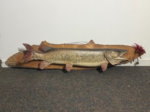 Wall Mounted Muskie on a Piece of Wood with a Muskie Fishing Lure Attached at the End - see description for more info