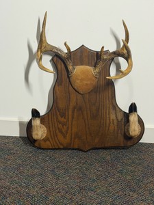 Taxidermy 10 point whitetail deer antler plaque gun rack, which features a mounted set of antlers at the top and a pair of taxidermy deer hooves serving as horizontal cradles at the bottom to hold a long gun or rifle.