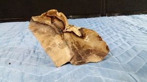 Polished petrified wood