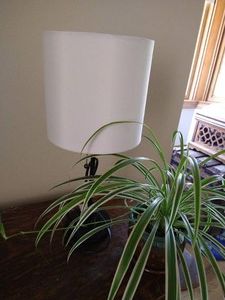 Lamp & Fern in Porcelain Pot
