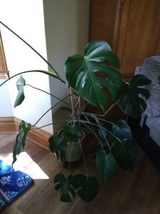 Pretty Living Monstera Deliciosa Plant in Large Pot