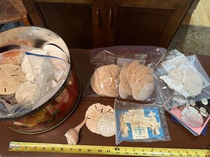 Lot of Assorted Sand Dollars Seashells Coral in Decorative Tin