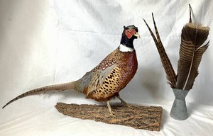 Male Ring-Necked Pheasant Mount of Wood Base with Small Galvanized Pitcher of Misc. Bird Feathers