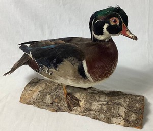 Male Wood Duck Taxidermy Mount on a Driftwood Base