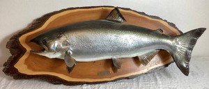 Huge Coho Salmon Taxidermy Mount 25 lb 37 Caught  72987 off Rock Island, Lake Michigan