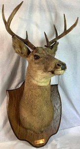 8 Point White Tail Deer Taxidermy Mount - Ontario, Canada 10231973