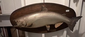 Large mounted salmon measures 36 inches wide