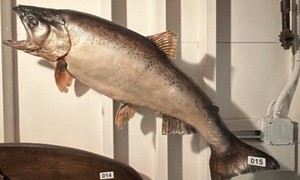 Large mounted salmon  trout measures 36 inches wide