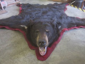 (EC1) Large Black Bear Full-Body Ta...