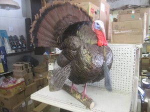 (EC1) Full Strut Turkey Taxidermy M...