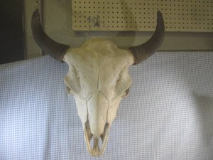 (CS) Bison Skull with Horns and Tee...