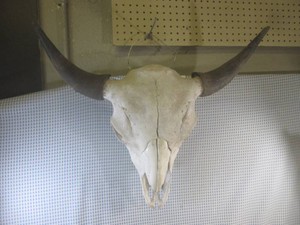(FRNT) Bison Skull with Horns and T...