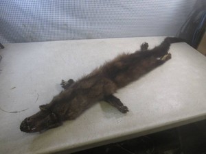 (EW1) Full Body Animal Fur Skin 49...