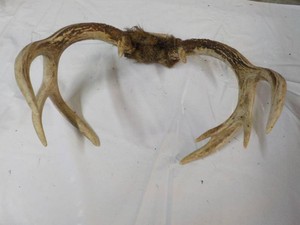 Deer Antlers...