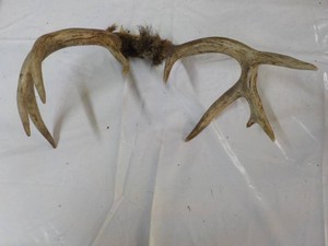 Deer Antlers...