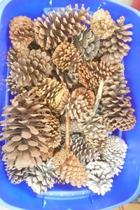 large pinecones