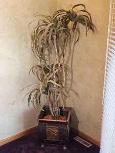 Silk Dracaena Tree