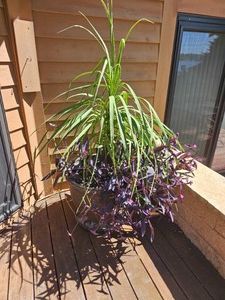 Lush Outdoor Planter Purple Spiderwort & Palm