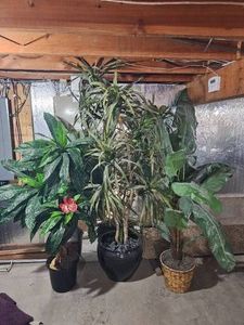 Large Home Dcor Silk Ferns