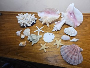 Sallys Collection of Sea Shells and Coral