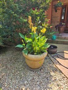 Canna Lily Outdoor Planter